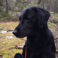 Ylva