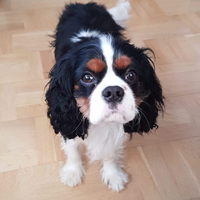 Lotta & Cavallier King Charles vovven Morris vill hjälpa er!