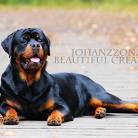 Johanzzon